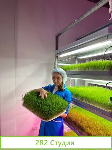Цех производство Витграсс и микрозелени