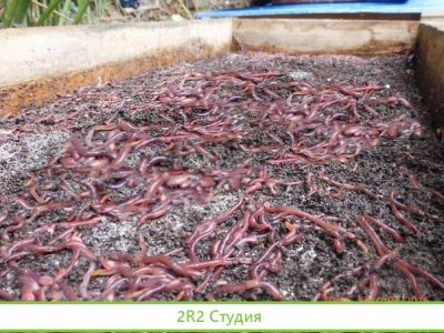 Червеводство