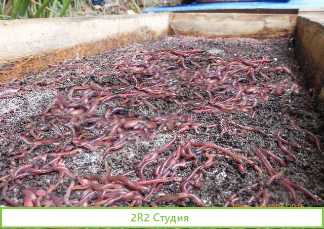 Червеводство