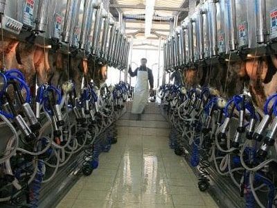 Доильный зал, молокопровод, системы доения