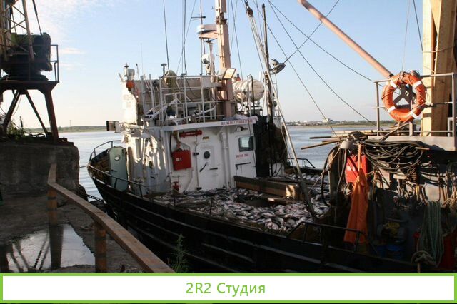 Доля 50 в рыбодобывающей компании