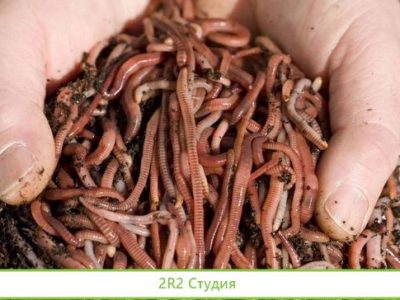 Долю в ферме по разведению червей и улитки отдам
