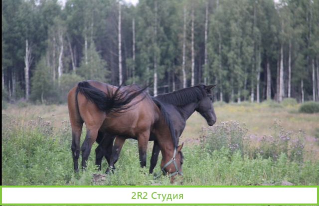 Дом дача с фермерским хозяйством