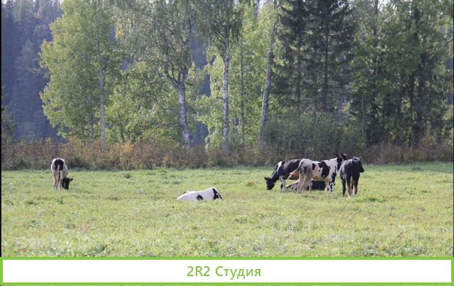 Дом дача с фермерским хозяйством