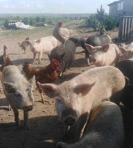 Ферма аренда