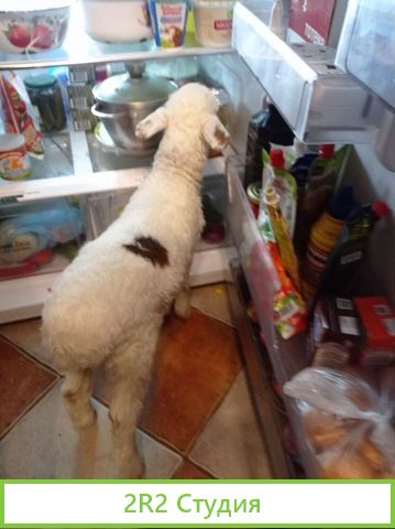 Ферма аренда