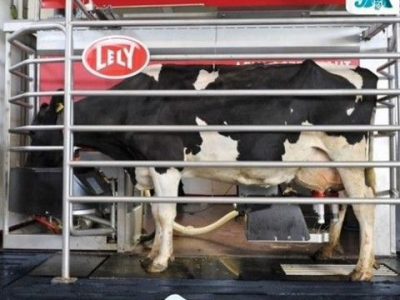 Ферма действующая, роботизированная