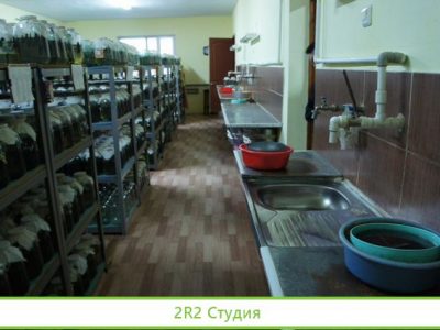 Ферма по разведению пиявок