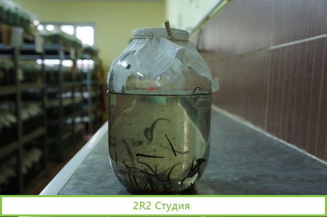 Ферма по разведению пиявок