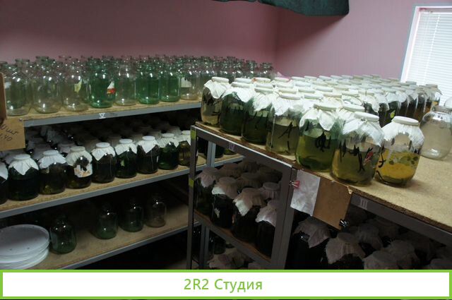 Ферма по разведению пиявок