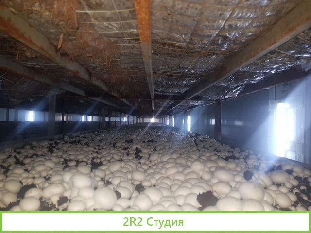 Ферма по выращиванию шампиньонов