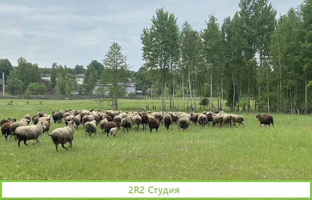 Фермерское хозяйство