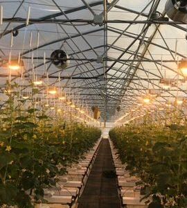 Фермерское хозяйство овощехранилище и теплицы