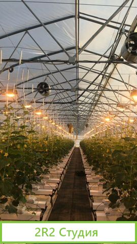 Фермерское хозяйство овощехранилище и теплицы