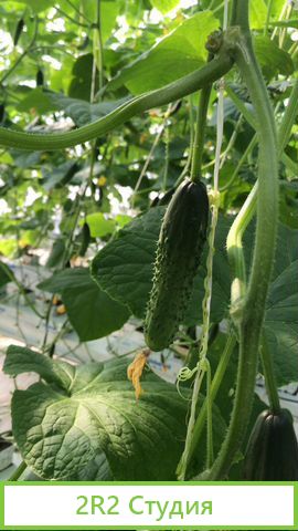 Фермерское хозяйство овощехранилище и теплицы