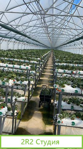 Фермерское хозяйство овощехранилище и теплицы