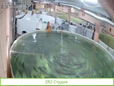Форелевая ферма, узв