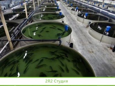 Форелевое производство с поставками в Метро, Лента