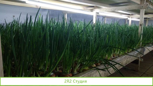 Франшиза. Выращивание зеленого лука. Доход от 300т