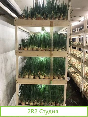 Франшиза. Выращивание зеленого лука. Доход от 300т