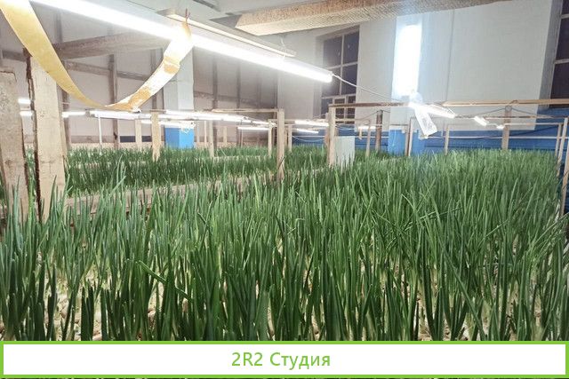 Франшиза. Выращивание зеленого лука. Доход от 300т