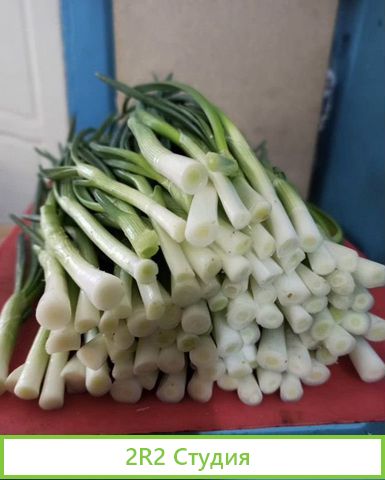 Франшиза. Выращивание зеленого лука. Доход от 300т