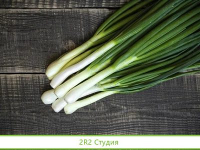 Франшиза. Выращивание зеленого лука. Доход от 300т