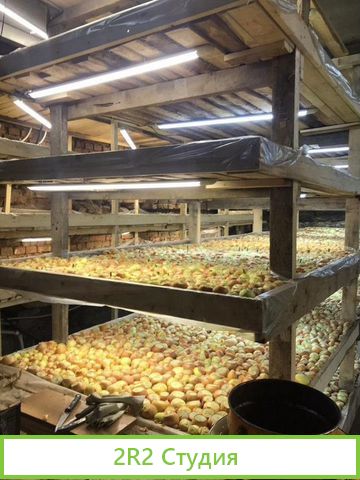 Франшиза. Выращивание зеленого лука. Доход от 300т