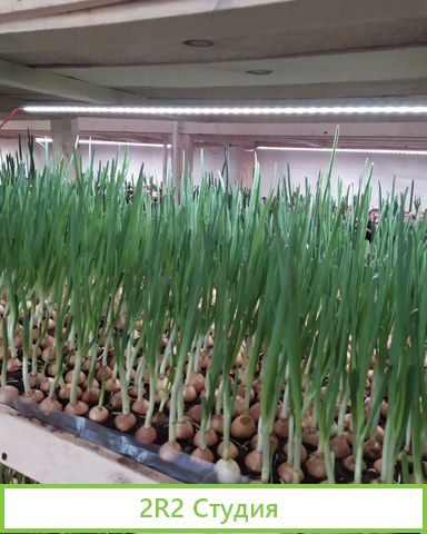 Франшиза выращивания зелени и производства воды