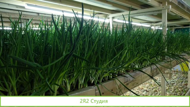 Франшиза выращивания зелени и производства воды