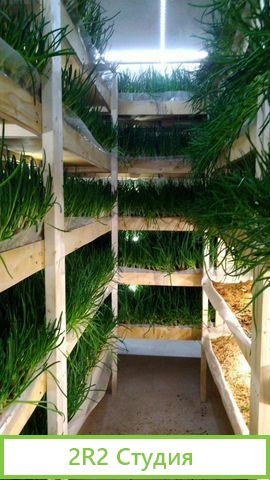 Франшиза выращивания зелени и производства воды