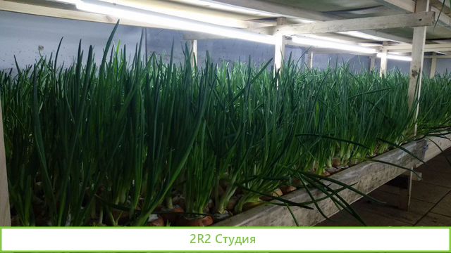 Франшиза выращивания зелени и производства воды