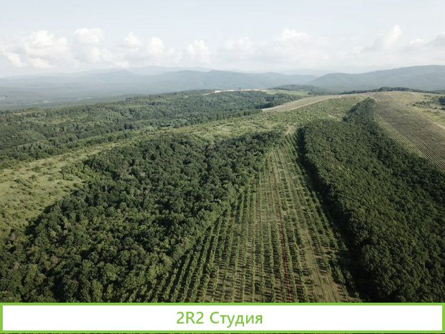 Фруктовый сад 6Га - черешня окупаемость 2 года