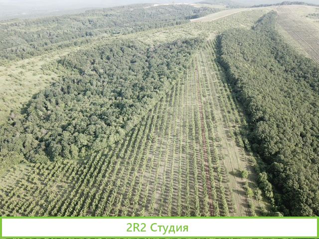 Фруктовый сад 6Га - черешня окупаемость 2 года