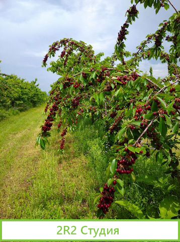 Фруктовый сад 6Га - черешня окупаемость 2 года