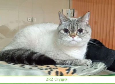 Гостиница для животных