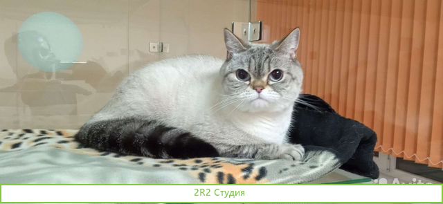 Гостиница для животных