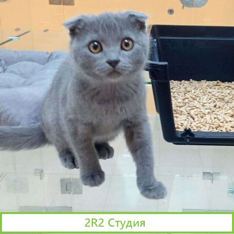 Гостиница для животных