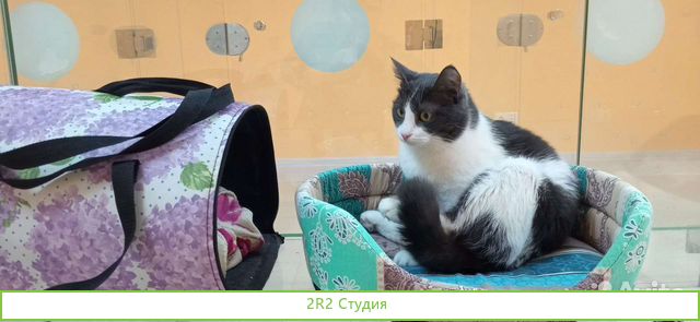 Гостиница для животных