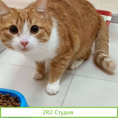 Гостиница для животных