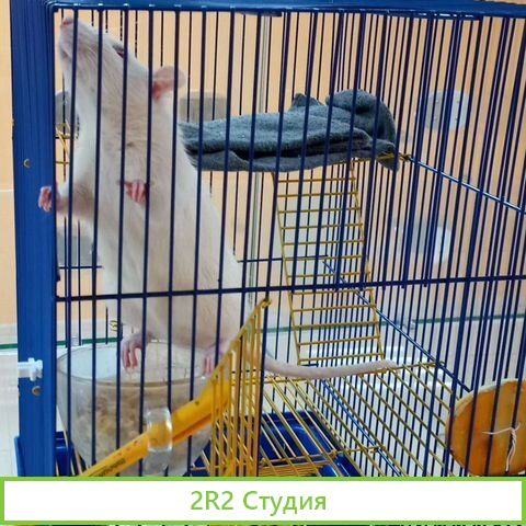 Гостиница для животных