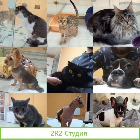 Гостиница для животных