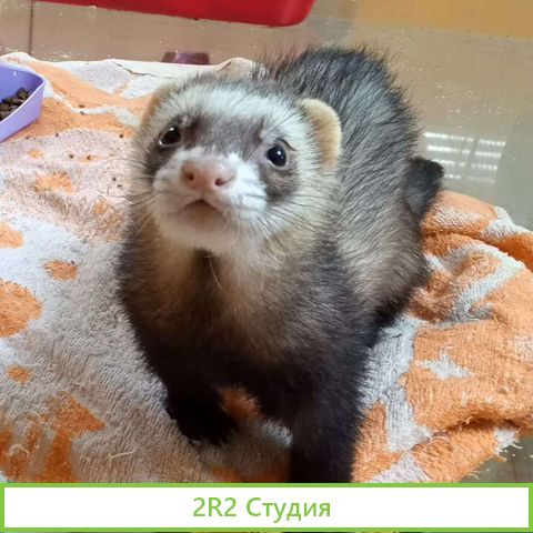 Гостиница для животных