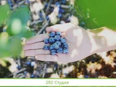 Готовый бизнес - выращивание ягоды