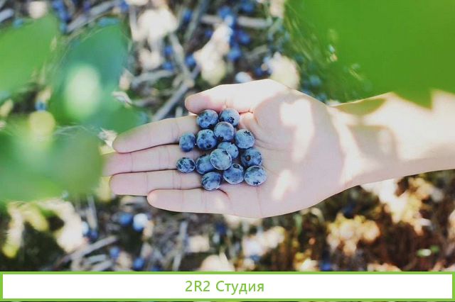 Готовый бизнес - выращивание ягоды