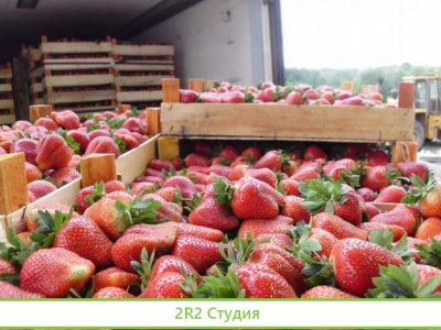 Готовый бизнес. Клубника оптом. Дропшиппинг