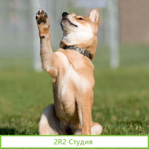 Готовый бизнес по дрессировке собак