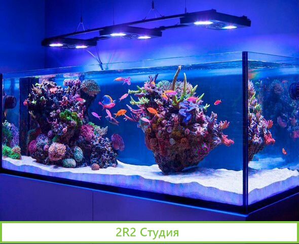 Готовый бизнес по продаже аквариумов