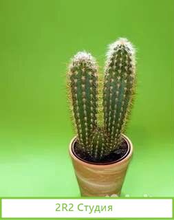 Готовый бизнес по продаже кактусов