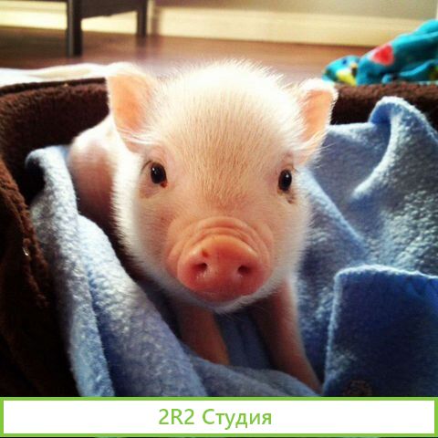 Готовый бизнес по разведению мини-пигов